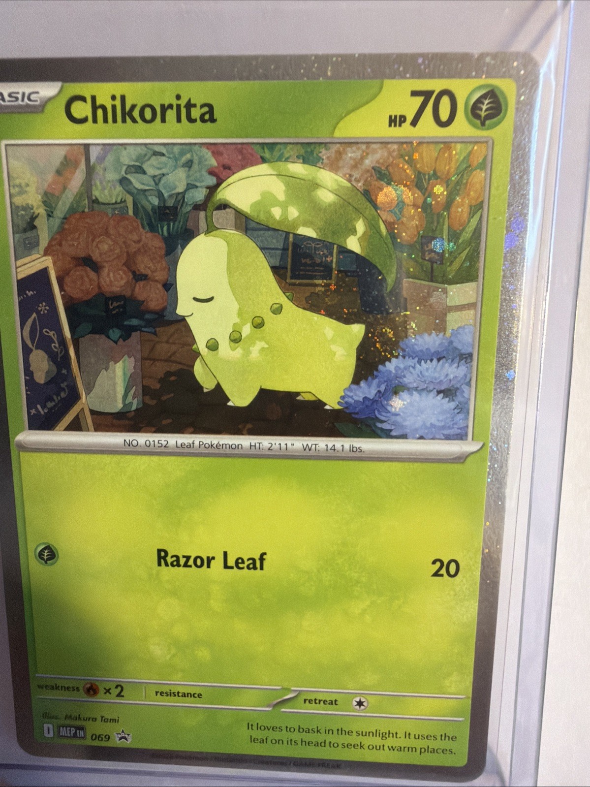 FART WHOLE SWIRL 🌀💫 Chikorita MEP 069 Order Cosmos Holo Promo Pokémon Card