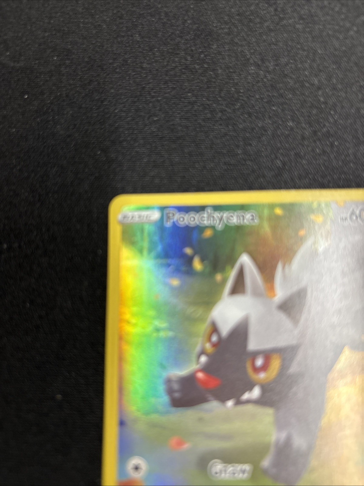 Poochyena GG33/GG70 SWSH: Crown Zenith: Galarian Gallery Holo
