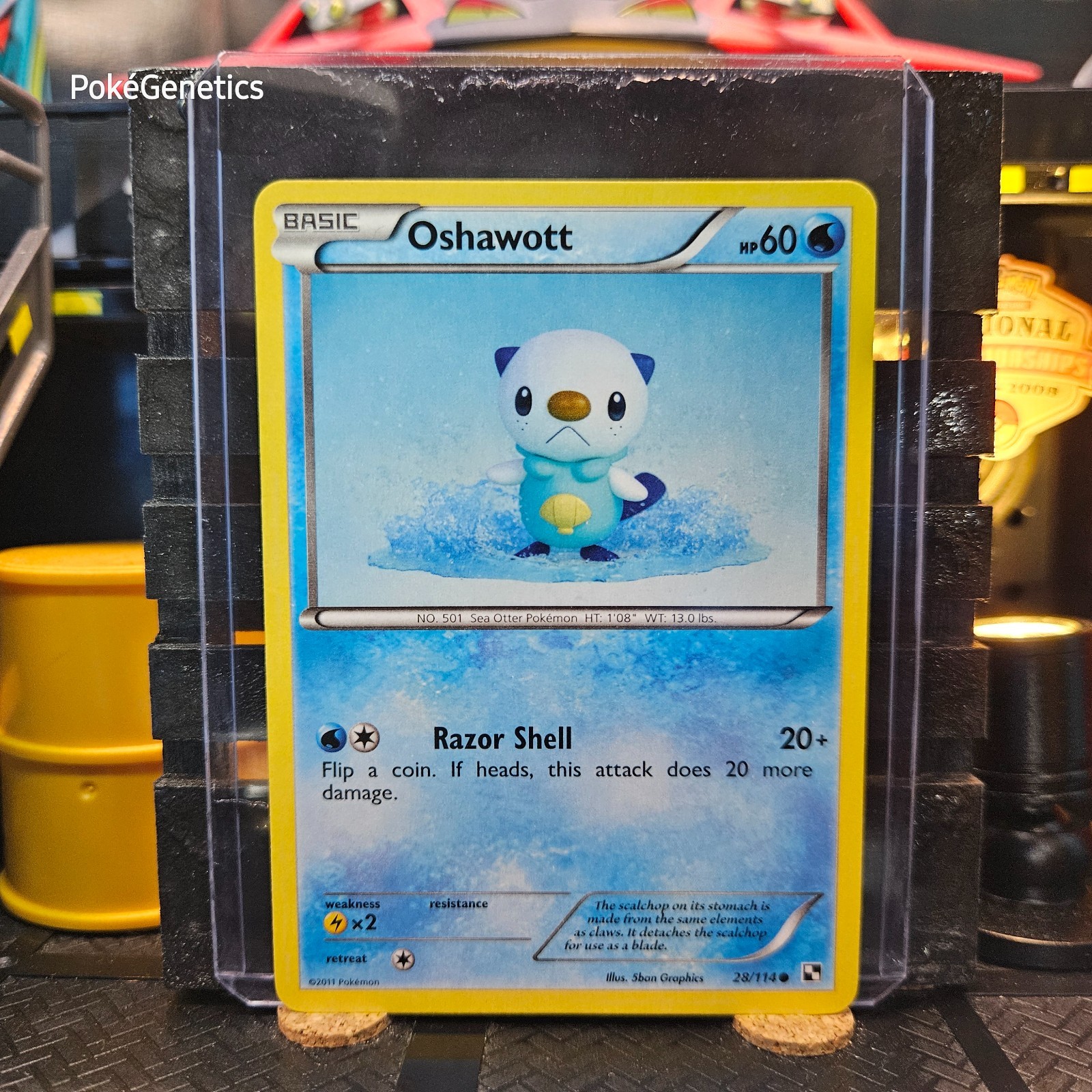 Oshawott Black & White Pokémon TCG 28/114 Common