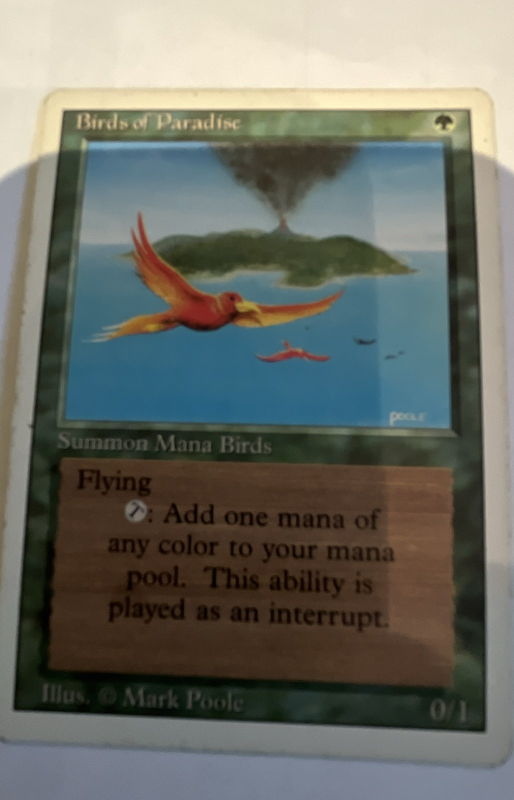 Birds of Paradise Revised Edition Regular