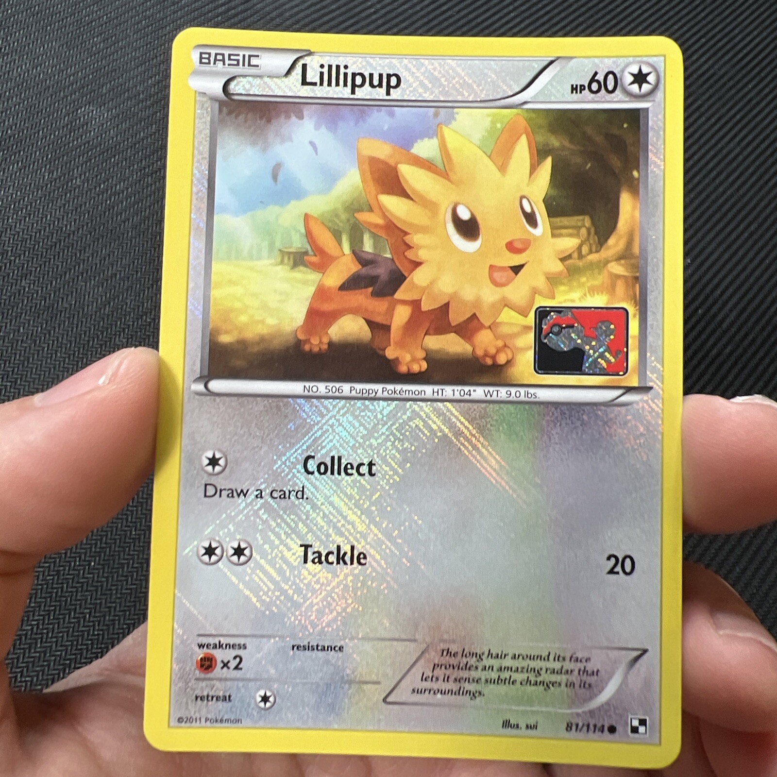 Lillipup 81/114 Reverse Crosshatch League Promo Black & White Pokemon Card