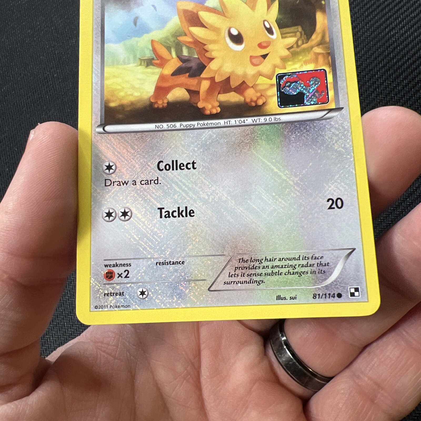 Lillipup 81/114 Reverse Crosshatch League Promo Black & White Pokemon Card